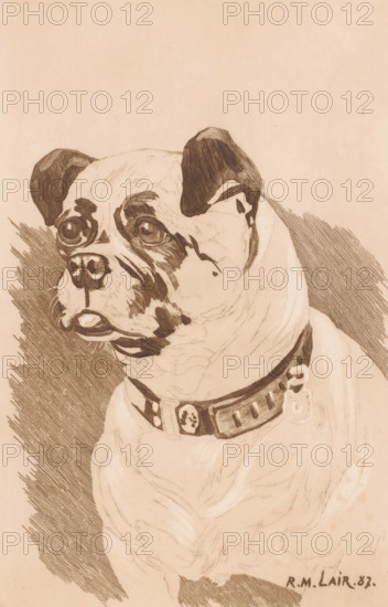 Dog with collar, print, inscription: 'El n'existe qui une épreuve de cit état, Mons 1897', printmaker: Georges Montenez (signed by artist), after design by RM Lair (possibly), 1897, Georges Montenez, RM Lair, printmaker, after design by, paper, etching, intaglio printmaking technique, etching with plate tone, height 299 mm x width 197 mm, dog, collar (of a dog), A sepia-toned drawing of a dog shown from the chest up, with a broad head, large round eyes, and dark patches of shading on the face and ears, a short snout with a visible tongue and detailed nose, a collar around the neck with decorative elements and a ring, and crosshatched shading in the background.