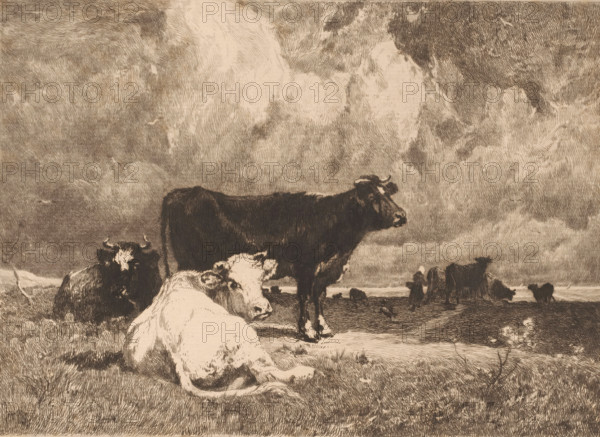 La Falaise., Cows in a landscape under a cloudy sky, print, printmaker: Théophile Chauvel, France, after painting by Emile van Marcke de Lummen, printer (person): François Liénard, Paris, 1876, printer (person), paper, etching, drypoint, intaglio printmaking technique, height 240 mm x width 307 mm, Published in l'Art in 1876., cow, A group of cows in a field under a dramatic sky rendered in monochrome etching style, with one cow lying in the foreground facing slightly toward the viewer, a larger dark cow standing behind it, other cows reclining or standing farther back across the landscape, textured grass beneath them, and a sky filled with dense, swirling cloud patterns.