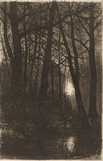 Forest with ditch by moonlight, print, mark: 'To Milly', printmaker: Henri Rul, dedicated to: unknown, 1884, paper, etching, retroussage, intaglio printmaking technique, height 243 mm x width 162 mm, forest, wood, moonlight, brook, A dense stand of tall leafless trees fills the scene, their dark trunks and tangled bare branches creating an intricate web against a lighter sky visible through the gaps; thick underbrush and shrubs occupy the lower foreground, and a narrow reflective waterway runs along the bottom, catching a pale vertical shimmer of light; the overall palette is monochromatic with strong contrasts between deep shadows in the trees and the faint illumination beyond them.