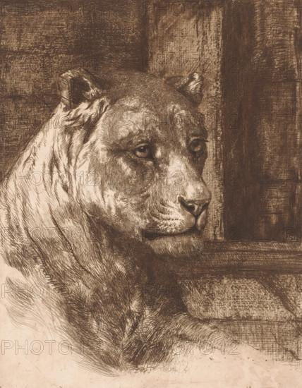 Head of a lying lioness, print, printmaker: attributed to Joseph Schippers, 1878 - 1913, Attributed to, paper, etching, intaglio printmaking technique, roulette, retroussage, height 238 mm x width 189 mm, beasts or prey, predatory animals, A sepia-toned etching of a large feline head and upper body facing right, with textured fur rendered in fine crosshatching and short strokes, rounded ears, dark expressive eyes, a pronounced snout and whisker area, and subtle shading that defines the neck and shoulder muscles, set against a densely hatched rectangular background with tonal variations and a visible border edge.