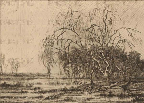 Swamp at sunrise, print, printmaker: Théodore Tscharner, 1836 - 1906, paper, etching, drypoint, intaglio printmaking technique, height 235 mm x width 290 mm, sunrise, swamps and polders, A sepia-toned landscape etching showing a wetland foreground with grasses and shallow water, a cluster of tall, slender trees with drooping branches and dense foliage occupying the right side, a fallen gnarled trunk extending into the scene, distant thin trees along a horizon, and a radiating pattern of fine lines across the sky suggesting a low sun near the horizon.