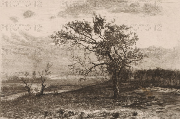 Landscape in the Kempen, print, printmaker: Jerôme Tuyttens (signed by artist), c. 1850 - 1883, paper, etching, drypoint, intaglio printmaking technique, height 230 mm x width 317 mm, A sepia-toned landscape drawing showing a large, detailed tree in the foreground with a textured trunk and many twisting branches covered in small leaves, a gently sloping ground with grass tufts and low vegetation, a body of water reflected faintly near the left middle ground, sparse leafless shrubs and small trees along the shoreline, a dense line of trees forming a distant dark band across the middle right, and a sky filled with wispy, crosshatched clouds and subtle horizontal striations.
