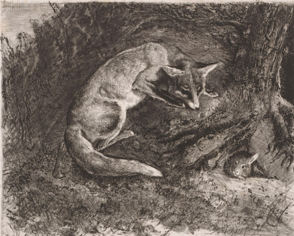 Fox hunting a rabbit, print, printmaker: Charles Verlat, 1834 - 1890, paper, etching, drypoint, intaglio printmaking technique, retroussage, height 199 mm x width 245 mm, rodents: rabbit, beasts of prey, predatory animals: fox (animal(s) in pursuit), A detailed black and white etching shows a curled fox resting on uneven ground, its body covered in finely rendered fur strokes and its head lowered with ears alert; nearby, partially visible and peeking from a hollow, is a small rabbit with wide eyes. Surrounding them are textured grasses, scratchy undergrowth, and rough barked roots and a tree trunk, all depicted with dense cross-hatching and varied line work that create shadowed areas and contrasts across the scene.