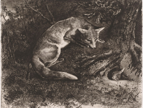Fox hunting a rabbit, print, workshop stamp: 'Galerie C. Verlat', printmaker: Charles Verlat, 1834 - 1890, paper, chine collé, etching, drypoint, intaglio printmaking technique, retroussage, height 196 mm x width 247 mm, rodents: rabbit, beasts of prey, predatory animals: fox (animal(s) in pursuit), A monochrome etching shows two foxes curled among textured ground and tree roots, one fox lying with its head turned and ears alert while the other rests with its head lowered near a hollow; detailed fur strokes, shadows, surrounding grasses, leaves, and a gnarled tree trunk are visible across the scene.