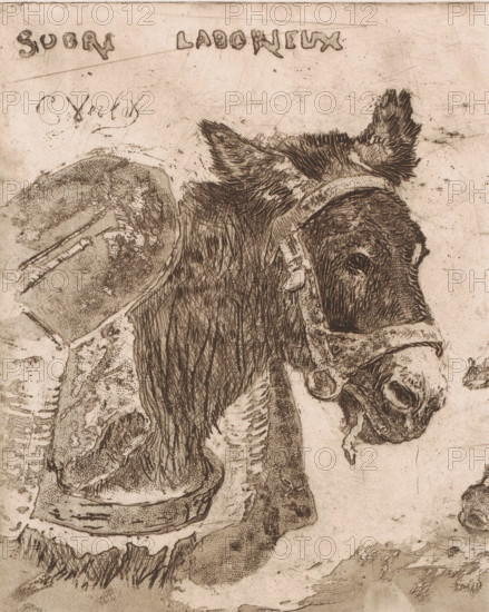 Donkey and pig, Sobre laborieux, print, A pack donkey and an eating pig, where the text above the animals calls them respectively sober and hardworking, and gluttonous and lazy. Cut sheet., printmaker: Charles Verlat, in or after 1880, paper, etching, drypoint, intaglio printmaking technique, aquatint, height 236 mm, width 192 mm, pig, ass, donkey, A sepia-toned etching of a donkey's head and upper body rendered with fine, crosshatched lines and textured shading, showing the donkey's ear tufts, bridle straps, eye, muzzle, and hanging bit; the surrounding surface displays rough scratches, stippled marks, and areas of worn texture with sketches of hooves and abstract shapes.