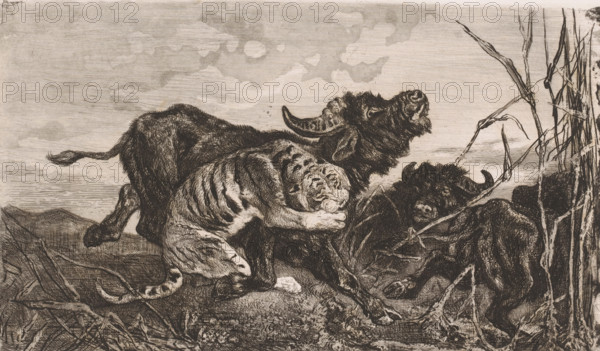 Buffaloes attacked by a tiger, print, printmaker: Charles Verlat, 1868, paper, etching, drypoint, intaglio printmaking technique, retroussage, aquatint, height 216 mm x width 300 mm, beasts of prey, predatory animals: tiger, hoofed animals: buffalo, A monochrome etching shows a scene with a striped big cat clamped around the neck of a large horned bovine, the cat's body pressing against the bovine's flank and its paws gripping the animal's head. The bovine's head is thrown back, horns curved, and its mouth appears open while another bovine lies partly obscured nearby. Grasslike stalks and broken branches frame the right side and foreground, with textured ground beneath. The sky is rendered with soft, cloudlike washes above the detailed linework of the animals and vegetation.