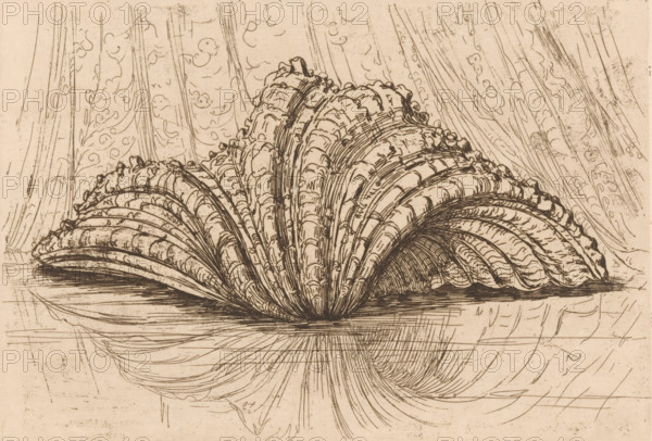Shell, print, printmaker: Maurits van der Valk (signed by artist), 1867 - 1914, paper, etching, intaglio printmaking technique, height 134 mm x width 195 mm, scallop, ornament, A detailed pen-and-ink drawing of a large, fan-shaped shell or scallop resting on a flat surface, rendered with dense parallel and curved lines that form layered, ribbed segments and textured edges. The shell spreads outward from a central base with tightly curved ridges and scalloped contours, showing intricate cross-hatching and small jagged marks along the outer rims. Reflected lines beneath the shell suggest a mirrored surface with long, radiating strokes and softer curved lines continuing the shell’s pattern. The background features vertical, flowing drapery-like strokes and looping, cloudlike swirls, with scattered fine scratches and speckled marks across the paper. The overall color is a warm, aged sepia with varying line density creating shadows and depth.