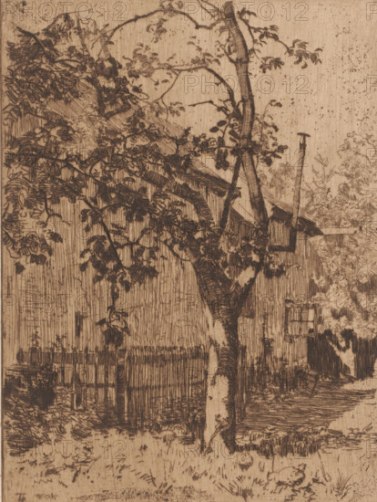 House behind a fruit tree, Studio, Ewijkshoeve (original title), print, printmaker: Willem Bastiaan Tholen (signed by artist), 1870 - 1914, paper, etching, drypoint, intaglio printmaking technique, height 243 mm x width 180 mm, rural housing, eg country-house, villa, cottage, Den Dolder, A detailed etched scene shows a tall tree with a textured trunk and branches extending outward, covered in many leaves rendered with fine crosshatching, standing in front of a wooden fence and a slanted-roof building partially obscured by foliage, with another slender pole or post leaning near the building; the foreground features grass, small plants, and scattered leaves with shaded ground textures, while the background contains more trees and bushes sketched with delicate lines, and the overall image is composed of fine, linear etching marks on a light wood-toned surface.