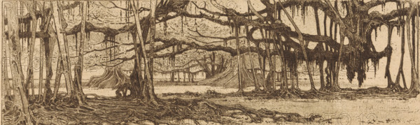 In the garden at Buitenzorg (original title), Waringin trees in a garden in Buitenzorg, print, Waringin trees, also called weeping figs, with aerial roots, in a garden in Buitenzorg, present-day Bogor. On verso a fragment of an etching with sailing ships at sea., printmaker: Wijnand Otto Jan Nieuwenkamp (signed by artist), in or after 1898, paper, zinc etching, intaglio printmaking technique, etching with plate tone on zinc, height 106 mm x width 306 mm, trees, Java, Buitenzorg (West-Java), West-Java, An intricate sepia-toned ink drawing of a swampy forest with many trees of varying thickness, long exposed roots twisting over the ground, and hanging moss or drapery-like growths suspended from branches; the composition stretches wide with dense root systems in the foreground, slender trunks rising and curving, a layered background of more distant trees and arching branches, and areas where large horizontal limbs create canopy-like forms with dripping textures, all rendered with fine lin...