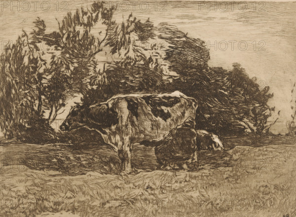 Meadow with farmer milking a cow, Milking farmer (original title), print, printmaker: Willem de Zwart (signed by artist), publisher: Kunstzaal Vaarties, 1924, paper, etching, drypoint, intaglio printmaking technique, height 222 mm x width 279 mm, meadow, pasture, milking, cow, An etched landscape showing a cow grazing in the foreground with a large tree line behind it; the cow has dark patches and is rendered with fine linear strokes, the ground is textured with short hatched lines suggesting grass, and dense, sketchy foliage rises behind the animal under a lightly hatched sky.