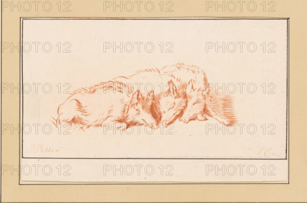 Three lying pigs, print, The print is loose in an album, see pages 126-128., inscription: 'J Cootwijk, Fecit', printmaker: Jurriaan Cootwijck, Amsterdam, after drawing by Paulus Potter, 1724 - 1798, paper, print drawing, crayon manner, etching in crayon manner, printed in red, height 105 mm x width 171 mm, The print was included in: Collection d'imitations de dessins d'après les principaux maîtres hollandais et flamands, London, C. Josi, 1821., hoofed animals: boar, A rectangular framed drawing shows three animals lying close together, sketched in a reddish-brown tone on a light background. The animals have furry bodies, pointed ears, and closed eyes, with their heads resting near each other and noses almost touching. The fur is rendered with short, directional strokes and there are shaded areas beneath and behind the group. The drawing is centered within a bordered mat with a wider outer margin in a pale beige color.