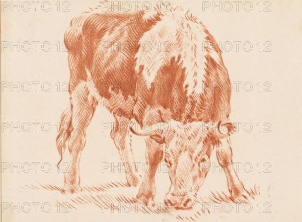 Grazing ox, print, The print is loose in an album, see pages 126-128., inscription: 'J. Cootwijk, Fecit', Wurzbach 17, printmaker: Jurriaan Cootwijck, Amsterdam, after drawing by Pieter van Bloemen, 1724 - 1798, paper, print drawing, etching, crayon manner, etching in crayon manner, printed in red, height 148 mm x width 198 mm, ox, A close-up red chalk drawing of a grazing bovine shown from the rear to the head, with textured fur strokes over its back and neck, curved horns, lowered head touching the ground, visible legs and hooves, and short grass rendered beneath its muzzle on a pale paper background.