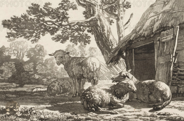 Sheepfold, print, Four sheep by the open sheepfold. The print is loose in an album, see page 44., printmaker: Cornelis Brouwer, after drawing by Karel du Jardin, supervision: Cornelis Ploos van Amstel, Amsterdam, 1781 - 1787, paper, print drawing, transfer print, proof print with register holes, height 171 mm x width 223 mm, sheep, A monochrome scene shows a group of sheep in a shaded rural setting beneath a large tree with spreading branches and textured bark; some sheep are standing while others are lying on the ground near a thatched structure with a partially open wooden door, and surrounding foliage and distant trees fill the background.