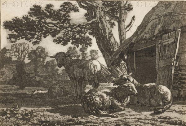 Sheepfold, print, Four sheep by the open sheepfold. The print is loose in an album, see page 44., printmaker: Cornelis Brouwer, after drawing by Karel du Jardin, supervision: Cornelis Ploos van Amstel, Amsterdam, 1781 - 1787, paper, print drawing, transfer print, proof print, height 119 mm x width 172 mm, sheep, A monochrome pastoral scene shows several sheep gathered near a rough wooden shelter at the base of a large, textured tree with spreading branches and dense foliage. One sheep stands facing forward while others rest on the ground with curled bodies and woolly coats. The shelter has a dark interior and a slatted, weathered door leaning at an angle. In the background there are masses of trees and leafy canopies and a suggestion of open ground with tufts of grass and low vegetation in the foreground. The overall image is rendered in detailed shading and line work, creating contrasts between the animals, the tree bark, and the surrounding foliage.