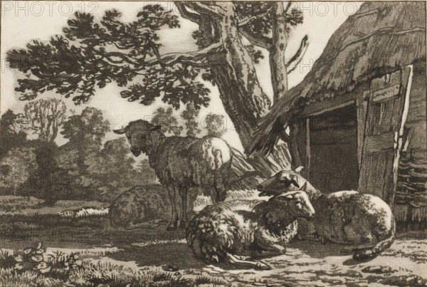 Sheepfold, print, Four sheep by the open sheepfold. The print is loose in an album, see page 44., printmaker: Cornelis Brouwer, after drawing by Karel du Jardin, supervision: Cornelis Ploos van Amstel, Amsterdam, 1781 - 1787, paper, print drawing, transfer print, proof print, height 118 mm x width 173 mm, sheep, A monochrome scene shows a group of sheep gathered near a large tree and a rustic wooden structure; one sheep stands facing slightly toward the viewer while several others lie or rest on the ground in the foreground. The tree has a thick, textured trunk with spreading branches and leafy foliage that extends across the upper portion of the image. The wooden structure beside the tree appears weathered with a partially open door and visible planks. In the background there are silhouettes of distant trees and undergrowth, while the ground in the foreground shows grasses, small plants, and textured terrain. The overall image is rendered with detailed shading and tonal variation.