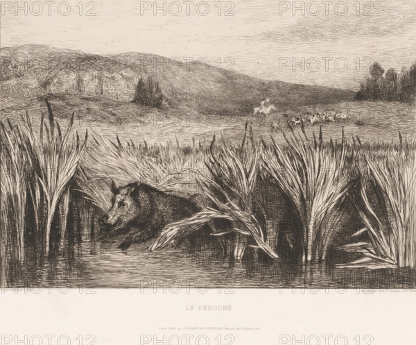 Hunt for a wild boar, Le débuché, print, Numbered 50 in the upper right., printmaker: Albert de Balleroy, France, publisher: Auguste Delâtre, Paris, publisher: Cadart & F. Chevalier, A., 1863, paper, etching, intaglio printmaking technique, height 240 mm x width 320 mm, Belongs to a series of four etchings for the publications of Cadart (IFF after 1800)., boar-hunting, pond, pool, A detailed black and white etching shows a marshy foreground with tall, strappy reeds and grasses framing a partially submerged boar lying in shallow water, its head turned slightly and its body nestled among the plant stems. Behind the boar the landscape opens to rolling, textured hills rendered with fine crosshatching and a few clustered trees on a distant ridge. Near the middle distance a small group of hounds and a mounted rider are depicted in motion on a gently sloping plain. The sky above is lightly sketched with horizontal lines and sparse, wispy clouds. The lower portion of the image contains a wide ...