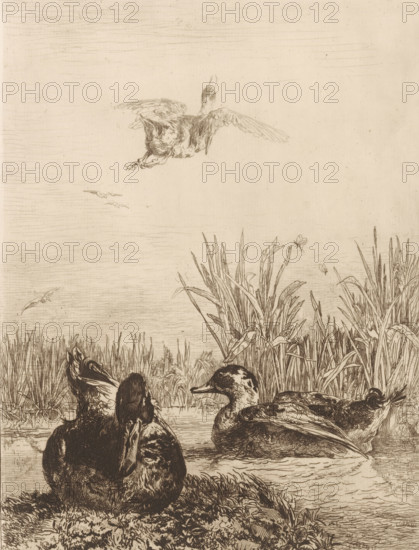 Wild ducks, Wild ducks in a pond, print, Numbered top right: 13., printmaker: Jules Joseph Augustin Laurens, France, printer (person): Delâtre, Paris, publisher: Cadart & F. Chevalier, A., 1863, printer (person), paper, etching, engraving, drypoint, intaglio printmaking technique, height 318 mm x width 238 mm, Published in: 'Société des aquafortistes', 1863., water-birds: duck, pond, A detailed monochrome etching shows several waterfowl resting by a marshy shoreline with tall grasses and reeds; one bird is in flight above with wings extended while others float on the water or sit on the bank, their feathers rendered with fine linework and shading; the sky is mostly empty with faint horizontal lines and a few small distant birds, and the foreground includes textured grassy clumps and rippling water around the ducks.
