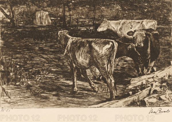 Four cows in a meadow, Melkbocht (original title), print, printmaker: Willem de Zwart (signed by artist), c. 1885, paper, etching, drypoint, intaglio printmaking technique, height 128 mm x width 202 mm, meadow, pasture, cow, A sepia-toned etching showing a rural scene with three cows standing on textured ground near a body of water, rendered with dense crosshatching and fine lines; one cow faces toward the viewer on the right with visible facial features and darker shading, a second cow is turned away showing its hindquarters and patterned coat, and a third cow stands in the midground facing left; the background contains heavily hatched trees, grasses, and a suggestion of reeds along the water's edge, while the foreground includes rough wood and tufts of grass with varied linear marks throughout the composition.