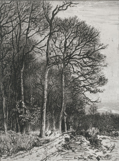 Landscape at the edge of a forest, Lisière du bois, print, printmaker: Charles Emile Jacque, printer (person): Delamain-Duval, Paris, 1850, printer (person), paper, etching, roulette, engraving, intaglio printmaking technique, height 258 mm x width 197 mm, woodgathering, woodgatherer, fringe, edge of the wood, A monochrome etching showing a stand of tall leafless trees with intricate branching patterns against a textured sky, dense undergrowth and shrubs at the base of the trunks, a winding dirt path or clearing in the foreground bordered by grasses and low plants, and a rounded rock or stump lying beside the path, all rendered with fine linear hatching and crosshatching.