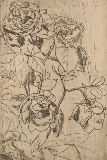 Roses (original title), print, printmaker: Floris Verster (signed by artist), 1891, paper, etching, drypoint, intaglio printmaking technique, height 180 mm x width 118 mm, flowers: rose, A detailed line drawing of multiple roses and leaves on a wood-textured background, with ink outlines and hatching showing petal folds and leaf veins, stems and buds interwoven across the surface.