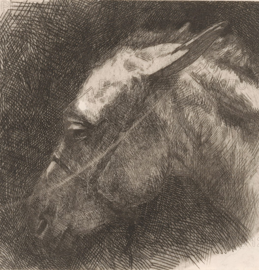 Head of a mule, print, printmaker: Maurits van der Valk, 1867 - 1935, paper, etching, drypoint, intaglio printmaking technique, height 147 mm x width 143 mm, mule, A close-up monochrome drawing using dense crosshatched lines forming a textured surface that suggests curved forms; a lighter area contrasts with darker hatched regions, with a prominent elongated light shape near the top center that narrows to a pointed end, surrounded by overlapping short and long hatch marks; beneath and around this shape, layered dark crosshatching creates shadowed contours and rounded shapes, with variations in line density producing gradients and rough texture across the composition.