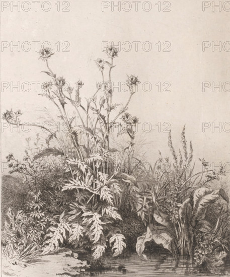 Pool with thistle, Chardon aquatique., Suite de six plantes, print, Series number, 1, 6, printmaker: Eugène Bléry, France, 1847, paper, chine collé, etching, drypoint, engraving, roulette, engraving and roulette on chine collé, height 251 mm x width 205 mm, plants and herbs: thistle, pool, puddle, A detailed monochrome botanical drawing showing a dense cluster of tall spiky-flowered plants with serrated leaves rising from a tangle of grasses and broad-leaved foliage beside a calm water edge, rendered in fine pen strokes with varied shading and hatching; multiple slender stems topped by thistle-like blooms and buds stand above layered ground plants and tufts of grass, while larger smooth leaves and elongated grass blades intermix with textured roots and low undergrowth, all set against a pale, minimally marked background.