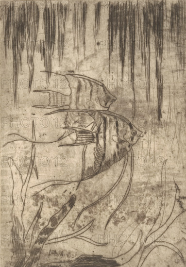Two ornamental fish (original title), print, printmaker: Janus de Winter, 1892 - 1951, paper, etching, drypoint, intaglio printmaking technique, height 170 mm x width 118 mm, fishes, A monochrome drawing of underwater scene showing elongated vertical streaks at the top resembling hanging water plants, with a pair of striped angelfish rendered in fine pencil lines near the center, one fish partly overlapping the other. Curving ribbon-like seaweed and textured plant stems sweep across the lower half, with crosshatched shading on fins and bodies. The paper has a weathered, grainy background with smudges and subtle tonal variations throughout.
