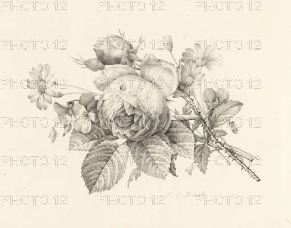 Bouquet with a rose, Receuil de dessins sur pierre, Series of lithographs, print, album page, Print is part of an album., printmaker: Pierre Joseph Redouté, 1818 - 1819, paper, lithography, height 299 mm x width 439 mm, flowers, flowers: rose, A detailed pencil drawing of a floral arrangement featuring a large fully opened rose with layered petals and a single visible teardrop on one petal, surrounded by rosebuds, daisy-like flowers with radiating petals and textured centers, small five-petaled blossoms, and clustered leaves with serrated edges and visible veins; thin stems and thorny branches extend from the arrangement, and delicate shading creates depth against a plain light background.