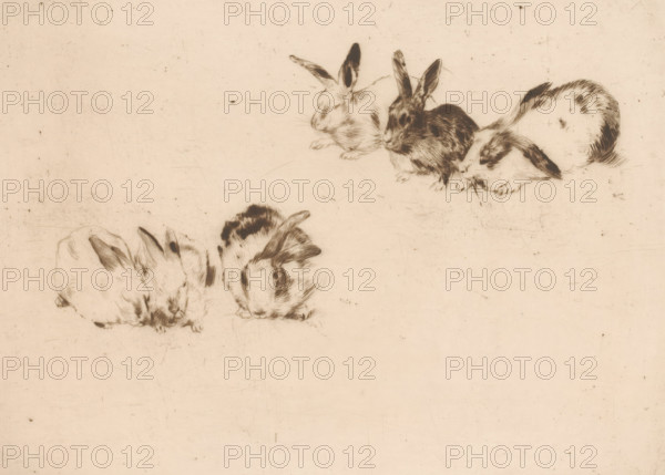 Six rabbits, print, printmaker: Norbert Goeneutte (signed by artist), 1889, paper, drypoint, intaglio printmaking technique, drypoint and plate tone, proof, height 217 mm x width 284 mm, rodents: rabbit, A sepia-toned sketch shows several rabbits resting on a plain background, drawn with fine, sketchy lines and shaded areas to indicate fur texture; some rabbits are clustered near the top right with varying poses and ear positions while a pair occupies the lower left, all depicted with soft contours and subtle cross-hatching on a slightly aged paper surface.