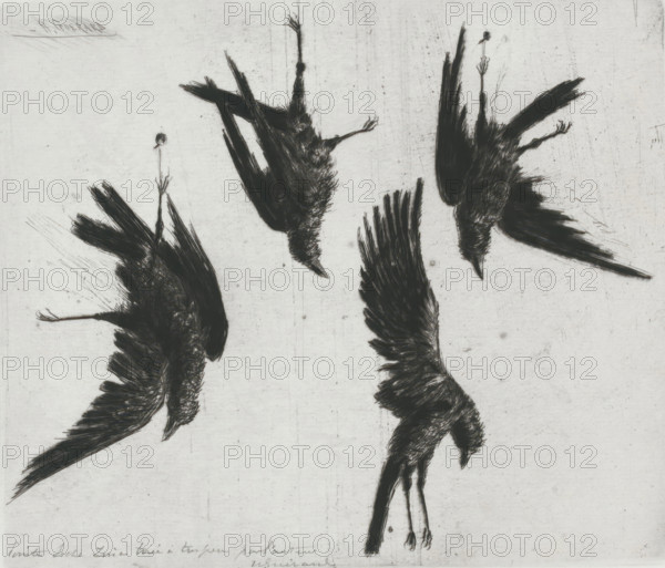Four dead crows hanging on a wall, print, annotation: 'Pointe Seche ... tiré à ... par l'autoriteit', printmaker: Henri Charles Guérard (signed by artist), 1856 - 1897, Henri Charles Guérard, printmaker, paper, drypoint, height 216 mm x width 254 mm, song birds: crow, Several dark, sketch-like bird figures appear against a pale, textured background, each rendered with rough, feathery strokes; some birds are shown inverted with wings outstretched and heads pointing downward, while others display wings folded or partially extended, and thin legs and clawed feet extend from a few of the bodies; the background shows faint scratches and smudges and the overall palette is monochromatic with stark contrasts between the dark birds and the light surface.