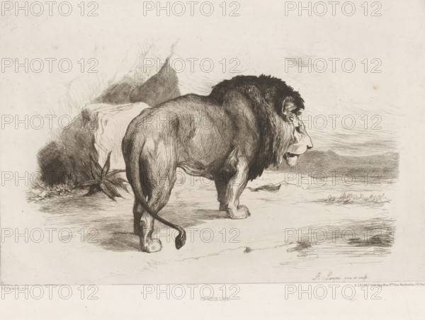 Un vieux lion, Lion, L'eau-forte en 1874, French etching from 1874, print, Series number, 14, 30, collector's mark: 2228, collector's mark: 'AFE v S', watermark, printmaker: Auguste André Lançon, after design by Auguste André Lançon, publisher: Alfred Cadart, Paris, 1874, Auguste André Lançon, Alfred Cadart, printmaker, publisher, paper, etching, drypoint, intaglio printmaking technique, height 237 mm x width 317 mm, beasts of prey, predatory animals: lion, A detailed monochrome drawing of a large lion viewed from the side and slightly from behind, showing its muscular body, shaggy mane, and long tail with a tufted end; the lion stands on a flat ground with visible paw details and textured fur lines, facing toward a horizon; to the left behind the lion are rocky formations and foliage rendered with fine crosshatching, while the background to the right shows a subtly sketched distant landscape and textured sky.
