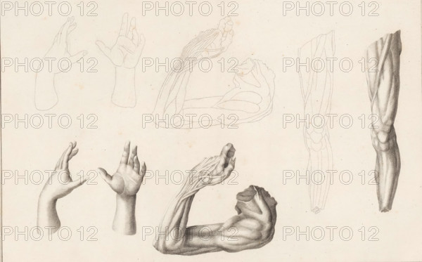 Leg, arm and two hands, Description of a general graphometer, print, album page, book illustration, Series number, 1, 12, A leg, first drawn only in outline using a graphometer. Marked in the upper right: Planche I. The print is part of the book: AG Eckhardt, 1778., printmaker: Jan Punt, Amsterdam, publisher: Jan Hendrik Munnikhuizen (possibly), The Hague, 1777 - 1778, paper, engraving, etching, etching and engraving, height 236 mm x width 355 mm, anatomy (non-medical), parts of the human body (skeleton excepted), A cream-colored sheet with multiple detailed anatomical drawings of arms and hands arranged across it, including several outlined hand and forearm sketches made of dashed lines, shaded realistic studies of hands with visible knuckles and fingernails, a prominent shaded muscular forearm shown from the elbow to the wrist with textured skin, a large shaded bent arm showing detailed muscle striations and tendons, and additional dashed-line renderings of arm musculature and a part...