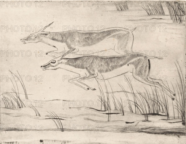 Two running gazelles, print, stamp: 'Ph. J.', printmaker: Willem Retera, 1910 - 1955, paper, etching, intaglio printmaking technique, height 133 mm x width 170 mm, hoofed animals: antelope, A monochrome line drawing of two deer in profile, both shown leaping to the right with elongated bodies and visible fur texture created by crosshatching; the upper deer is positioned above and slightly behind the lower one, both with thin legs extended and small pointed tails; sparse reeds and long blades of grass rise from the ground and water indicated by flowing horizontal lines beneath them; the background is plain with faint marks and the overall image has a lightly aged, textured paper appearance.