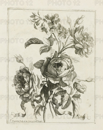 Bound bouquet, Les Petits Bouquets, print, album page, Bound bouquet. Print is part of an album., printmaker: Jean Baptiste Monnoyer, Paris, grantor of privilege: Louis XIV (King of France), c. 1680 - c. 1695, paper, etching, height 225 mm x width 176 mm, cut flowers, nosegay, bunch of flowers, A detailed monochrome botanical engraving of a bouquet of roses and buds, showing multiple fully opened blossoms with layered petals, several partially opened buds, slender stems with thorns, and elongated leaves with visible veining; a flowing ribbon weaves around the stems and hangs down, and a narrow rectangular border frames the composition against a plain textured background.