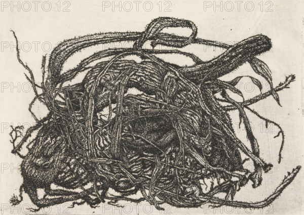 Tangle of branches, print, Tangle of branches., signature: 'KEES STOOP', print maker: Kees Stoop (signed by artist), 1944 - c. 1990, printmaker, paper, etching, height 132 mm x width 157 mm, height 95 mm x width 127 mm, trees (root, tuber), A dense tangle of dark, threadlike roots and vines fills the image, with thicker rope-like stems looping and arching across the top and thinner fibrous strands interwoven throughout, all depicted in a textured, stippled style against a light, slightly mottled background.
