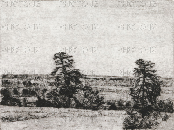 Pine trees on a sandy plain, print, the horizon below the center., signature: 'KEES STOOP', printmaker: Kees Stoop (signed by artist), 1944 - c. 1990, paper, drypoint, intaglio printmaking technique, drypoint with plate tone, height 200 mm x width 247 mm, height 110 mm x width 134 mm, trees, A wide, textured landscape rendered in monochrome shows a lightly shaded sky over a horizon of rolling fields and rough grasses, with several dark, sketchy trees of varying shapes and sizes concentrated toward the middle and right side, their branches and foliage depicted with loose, linear strokes; the foreground contains denser, darker vegetation and more pronounced lines suggesting shrubs and tufts, while the overall image has a grainy, hand-drawn quality with visible hatch marks and uneven shading.