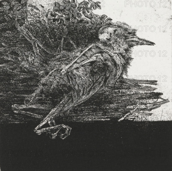 Dead bird, print, Dead, decomposing bird., signature: 'KEES STOOP', edition: '2, 30', printmaker: Kees Stoop, c. 1975 - in or before 1977, paper, etching, height 220 mm x width 200 mm, height 147 mm x width 146 mm, birds (dying animal, death of animal, dead animal), A highly detailed monochrome close-up shows a textured bird with ruffled feathers and a long pointed beak lying on a dark flat surface, its head turned to the side and wings collapsed against its body, surrounded by dense clusters of fine lines suggesting downy plumage and layered contouring.