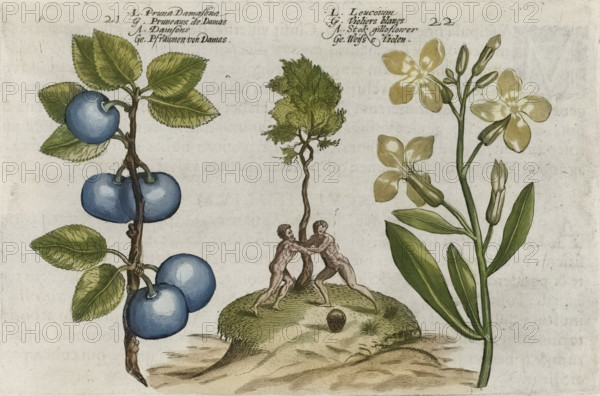 Pruna Damasena, Leucojum, Plum and wallflower, Cognoscite lilia, print, album page, numbered 21 and 22. In the middle two men wrestle near a tree., inscription: '139', inscription: 'BON 01', printmaker: attributed to Crispijn van de Passe (I), Cologne, publisher: Hans Woutneel, London, 1600 - 1604, North Rhine-Westphalia, Attributed to, paper, Engraving, hand coloring, hand-colored engraving, verso with letterpress text, height 127 mm x width 205 mm, height 172 mm x width 272 mm.