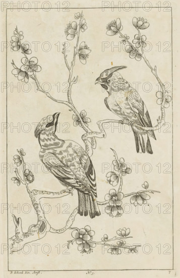 Two birds on a blossoming branch, Chinese women, flowers and birds, print, album page, ornamental print, Series number, 7, 12, Numbered bottom center: 3. Print is part of an album., printmaker: Pieter Schenk (II) (possibly), Amsterdam, after print by anonymous (possibly), 1727 - 1775, after print by, paper, etching, height 256 mm x width 163 mm, flowers, birds, Chinese, trees (flowers, blossom, blossoming), A vertical illustration shows two birds perched on intertwined flowering branches against a plain background, with delicate linework defining feathers and bark. One bird faces upward with its beak open and a patterned body including striped tail feathers, while the other faces forward with a crest and detailed wing and body markings. The branches curve and twist, bearing clusters of blossoms with rounded petals and visible stamens, and smaller buds and leaves scattered along the stems. Fine stippling and hatching provide texture on the birds and branches, and a thin border frames th...