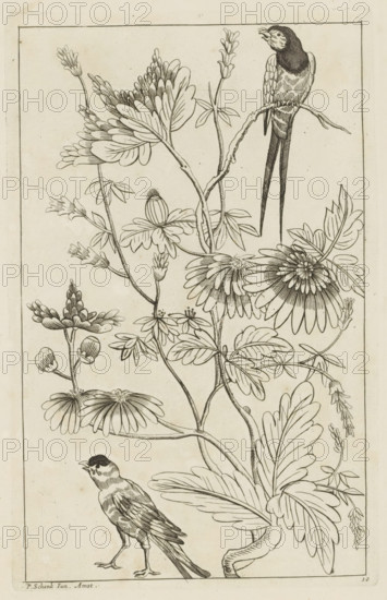 Two birds by flower branches, Chinese women, flowers and birds, print, album page, ornamental print, Series number, 10, 12, Print is part of an album., printmaker: Pieter Schenk (II) (possibly), Amsterdam, after print by anonymous (possibly), 1727 - 1775, after print by, paper, etching, height 255 mm x width 162 mm, flowers, birds, trees (flowers, blossom, blossoming), A vertical ink drawing of intertwined flowering stems and leaves filling the frame, with stylized daisy-like blossoms and clusters of smaller buds arranged along curving branches; a long-tailed bird perches on an upper branch with detailed feather markings and an open beak, while another bird stands on the ground with visible wing and tail feathers; thin stems, elongated leaves with prominent veins, and rounded petaled flowers are rendered in fine linear strokes against a light background, enclosed by a simple rectangular border.