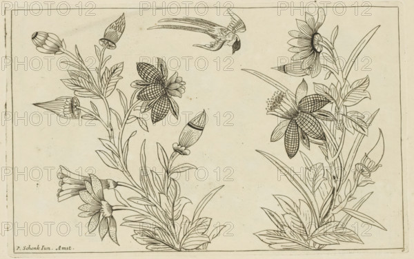 Two flowering bushes and a swallow, Chinese flowers and birds, print, album page, ornamental print, Series number, 6, Print is part of an album., printmaker: Pieter Schenk (II), Amsterdam, 1727 - 1775, paper, etching, height 162 mm x width 256 mm, flowers, Chinese, song-birds: swallow, A rectangular ink drawing framed by a thin border shows two tall flowering stems with multiple leaves and stylized blossoms, each flower drawn with patterned petals and detailed veining; a small bird with outstretched wings and long tail feathers appears above the flowers near the top center; buds and elongated seed pods are visible among the leaves, and some flowers have clustered stamens; the paper has a slightly aged, lightly speckled background.