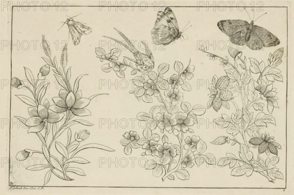 Three flower branches and three butterflies, Chinese flowers and insects, print, album page, ornamental print, Series number, 1, 6, Three flower branches and three butterflies. In the middle flower branch a bird. Print is part of an album., printmaker: Pieter Schenk (II), Amsterdam, Leipzig, 1727 - 1775, unknown, grantor of privilege, paper, etching, height 164 mm x width 243 mm, flowers, Chinese, insects: butterfly, A rectangular page with a thin border contains three vertical botanical arrangements of line-drawn flowers and leaves, one on the left with large open petaled blossoms and elongated leaves and buds, one in the center with clustered small blossoms and rounded leaves and a small bird perched among the stems, and one on the right with varied blossoms including textured berry-like flowers and elongated leaves; above the plants are several detailed winged insects including moths and butterflies, all rendered in fine black ink lines on a light background.