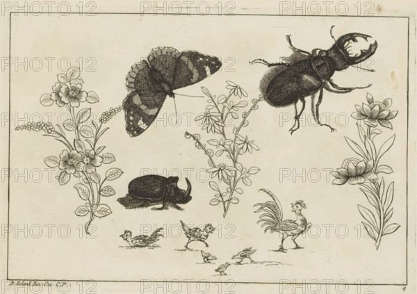 Three flower branches with rhinoceros beetle, butterfly and beetle, Chinese flowers and insects, print, album page, ornamental print, Series number, 4, 6, butterfly and beetle. At the bottom a chicken, rooster and chicks. Print is part of an album., printmaker: Pieter Schenk (II), Amsterdam, Leipzig, 1727 - 1775, unknown, grantor of privilege, paper, etching, height 167 mm x width 244 mm, flowers, Chinese, fowl (cock, hen, chicken, etc.), insects: butterfly, insects: beetle, A rectangular cream-colored sheet framed by a thin dark border contains detailed black ink illustrations including a large patterned butterfly with outstretched wings near the top center, a textured stag beetle with prominent mandibles to the right, a rounded horned beetle resting on a shaded patch below the butterfly, tall slender flowering stems with clusters of simple leaves and round blossoms on the left and right margins, a sprig of small leaves and tiny buds between the butterfly and beetle, a rooster standin...