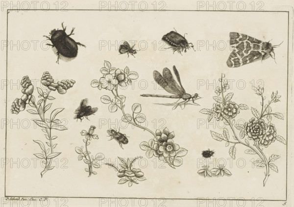 Flower branches with insects, Chinese flowers and insects, print, album page, ornamental print, Series number, 5, 6, Flower branches with various insects, including a fly, beetle, and moth. Print is part of an album., printmaker: Pieter Schenk (II), Amsterdam, Leipzig, 1727 - 1775, unknown, grantor of privilege, paper, etching, height 167 mm x width 244 mm, flowers, Chinese, insects: butterfly, insects: fly, A rectangular sheet with a thin double-lined border contains detailed black ink drawings of various insects and flowering plants arranged across the page; visible insects include a beetle with textured body and spiky legs, a patterned moth with folded wings, a dragonfly shown in profile with elongated body and veined wings, smaller flies and beetles in different positions, and clustered floral arrangements featuring stems, layered petals, rounded leaves, and buds, all rendered in fine line work and shading on a pale background.