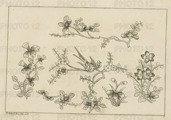 Flower branches with two birds, Chinese flowers and insects, print, album page, ornamental print, Series number, 6, Print is part of an album., printmaker: Pieter Schenk (II), Amsterdam, Leipzig, 1727 - 1775, unknown, grantor of privilege, paper, etching, height 166 mm x width 242 mm, flowers, birds, Chinese, A rectangular sheet with a thin border contains a delicate line drawing of multiple floral motifs and a perched bird; curved branches and stems extend across the page bearing clusters of stylized blossoms with rounded petals, layered petals, and dotted centers, accompanied by small oval leaves and tiny circular berries on slender stalks; one central bird with long tail feathers and patterned wings sits on a branch near a cluster of rounded flowers, while other sections show vertical sprays of bell-shaped flowers, rosette-like blooms, and grouped foliage arranged symmetrically around empty space, all rendered in fine black lines on a light, slightly speckled background.