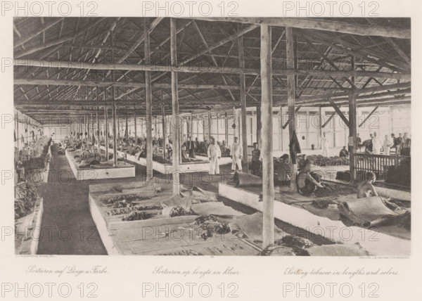 Sorting by length and color, Sorting barn of a tobacco plantation on Sumatra, photomechanical print, Part of Album with heliogravures of Sumatra's east coast., number: '30', photographer: Carl J. Kleingrothe, Sumatra, clichémaker: Johann Baptist Obernetter, Munich, in or before 1898, Carl J. Kleingrothe, Johann Baptist Obernetter, photographer, clichémaker, Bavaria, paper, photoaquatint, heliogravure, height 173 mm x width 287 mm, tobacco, barn, working class, laborers, A wide interior scene of a large open building with a high thatched roof supported by numerous wooden beams and vertical posts, long raised rectangular platforms arranged in rows filled with bundled plant material covered by woven mats, many people seated or standing on and between the platforms engaged with the material, a few individuals wearing light-colored clothing standing and facing the camera while others sit or bend over their work, hanging garments or items on some posts, windows or open panels along the far s...