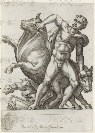 Sculpture of Hercules fighting the cattle of Geryon, Ancient sculptures, print, album page, Latin caption. Print is part of an album., inscription: 'Ende lib. No. 4 ... fol. 10 ... fol. 16 et lib. No. 8.', inscription: 'Ende ... lib. fol. 31.', number: '84', Italy, 1600 - 1699, printmaker, paper, engraving, gravure, height 220 mm x width 155 mm, This print is part of a series of at least 50 prints of ancient sculptures., piece of sculpture, reproduction of a piece of sculpture, (10) the cattle of Geryon secured by Hercules, A detailed monochrome engraving shows a muscular nude male figure standing with one arm raised to grasp the head of a bull and the other hand holding another bull by the horn; the man wears a short cloak fastened at the shoulder and his hair is short and wavy; two bulls flank him, one rearing with its head tilted and mouth slightly open and the other positioned lower with a visible face and horn; decorative elements including a carved staff, ribbon-like drapery, and...