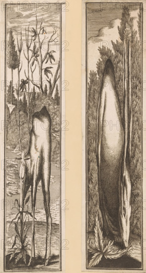 Anamorphosis of a grazing deer, Anamorphoses of various animals, print, number: '23', inscription: 'No. 151. ub', number: '869', Germany, publisher: Joseph Friedrich Leopold (possibly), Augsburg, 1678 - 1727, c. 1700, printmaker, Bavaria, paper, etching, height 324 mm, width 80 mm, This is a mirror-image copy of plate six of a six-part series with anamorphoses of various animals, published by Joseph Friedrich Leopold in Augsburg., hoofed animals: deer, anamorphosis, Two narrow vertical panels placed side by side with a pale vertical strip between them, each panel bordered by a thin dark frame. The left panel shows a tall, slender animal with long legs and a downward-tilted head standing among thin, leafed and leafless stalks and grasses; delicate branches with elongated leaves and seed pods rise above and behind the animal, and a distant textured landscape and sky fill the background. The right panel features an elongated, smooth-bodied animal positioned vertically with its head near t...