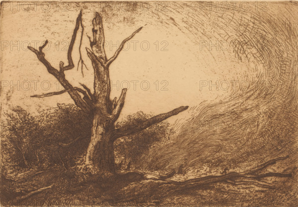 Forest fire in the Forêt de Fontainebleau, print, In the foreground a bare, dead tree. In the background a cloud of smoke and figures trying to extinguish flames., edition: '5, 10', stamp: 'Printed by, the etcher', signature: 'JongraadtvanRoggen', printmaker: Johannes Mattheus Graadt van Roggen (signed by artist), 1908, printer (person), paper, etching, intaglio printmaking technique, etching with plate tone, printed in brown, height 176 mm x width 258 mm, trees (dead, withered plant), forest fire, Bos van Fontainebleau, A sepia-toned etching shows a large, gnarled tree trunk with several bare, twisting branches extending upward and outward from a dense, textured base of foliage and roots, the bark and limbs rendered with fine, dark lines and cross-hatching; to the right of the tree, swirling, curved line work fills the sky area, creating a sense of motion with layered, wave-like strokes and scattered speckles, while the lower foreground contains tangled roots and rough ground textures...