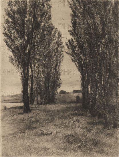Meadow landscape with poplars, print, printmaker: Peter von Halm, 1896, paper, drypoint, intaglio printmaking technique, height 290 mm x width 218 mm, meadow, pasture, trees: poplar, A monochrome landscape showing tall, densely leaved trees framing a narrow view toward an open field and a low horizontal building in the distance, with detailed textured grass and undergrowth in the foreground and fine linear marks suggesting sky and distant land.